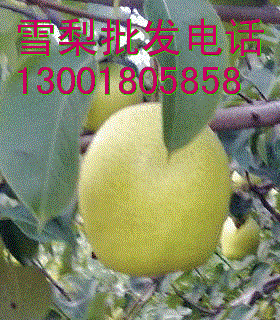 河北雪梨为什么要去赵县批发人工授粉的雪梨